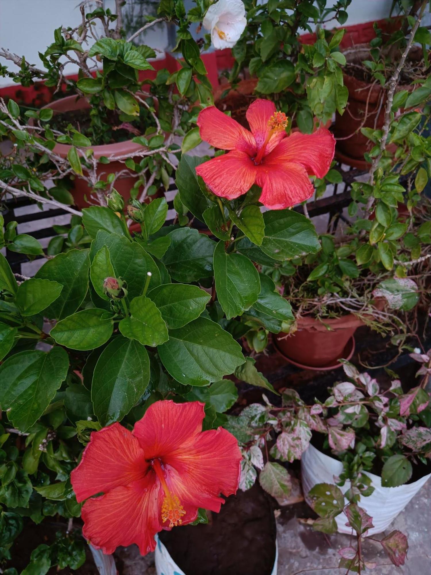 Jheelam Homestay Bhopal Buitenkant foto