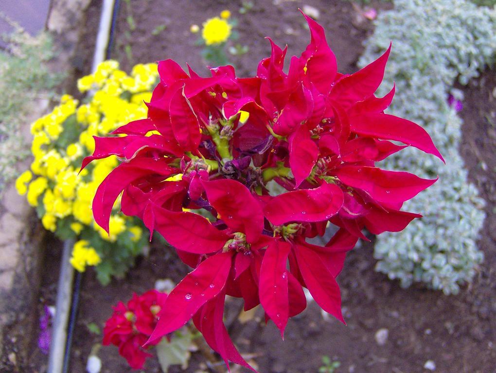 Jheelam Homestay Bhopal Buitenkant foto