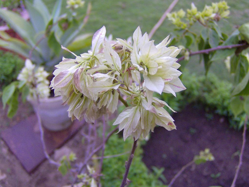 Jheelam Homestay Bhopal Buitenkant foto